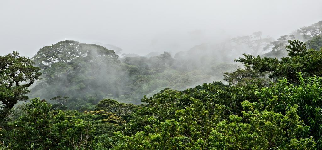 El Establo Mountain Hotel Monteverde Zewnętrze zdjęcie